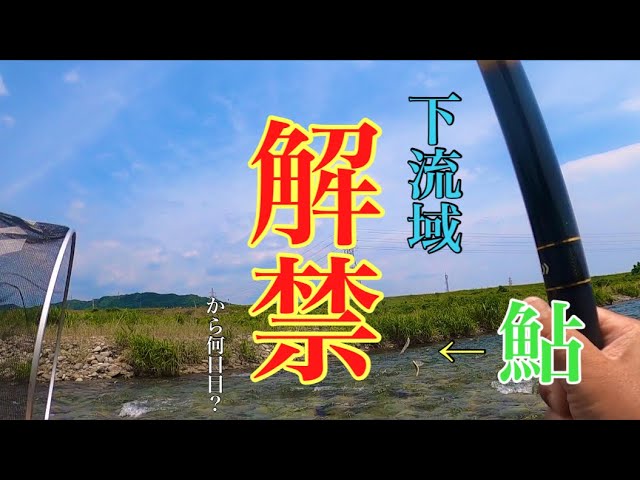【鮎釣り】根尾川下流域解禁！から何日目！？