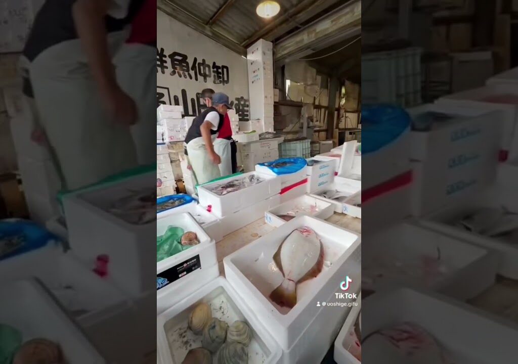 #仕入れ #会席料理 #鮎釣り #天然鮎 #魚茂