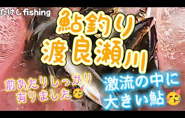鮎釣り渡良瀬川しっかり追っています🥳流れ強い所大きい鮎🤯今回のポイント探して見て下さい🫣