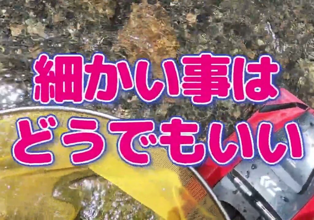 【鮎釣り】水況最高！これは釣らねば！