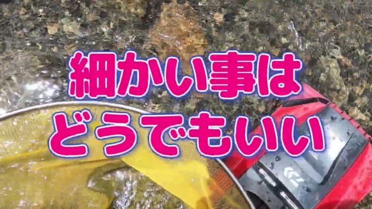 【鮎釣り】水況最高！これは釣らねば！