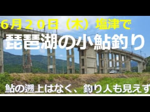 ６月２０日に塩津大川に小鮎釣りに行ってきました