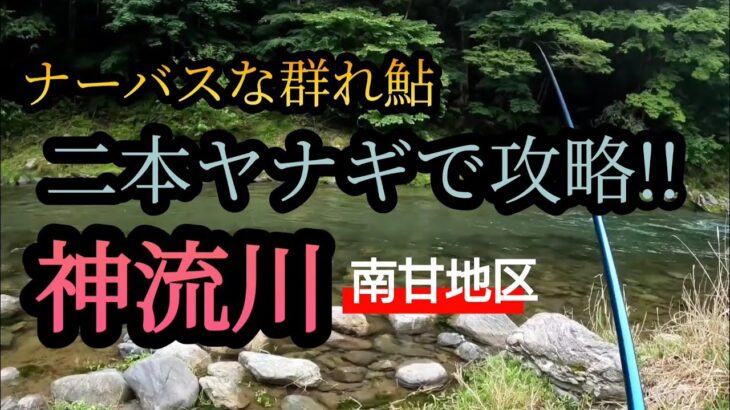 神流川（南甘地区）群れ鮎!二本ヤナギで攻略!!
