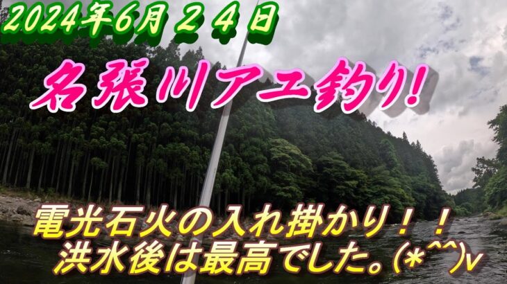 【名張川長瀬太郎アユ釣り】洪水の後はめちゃくちゃ釣れる！＃名張川＃アユ釣り＃入れ掛かり