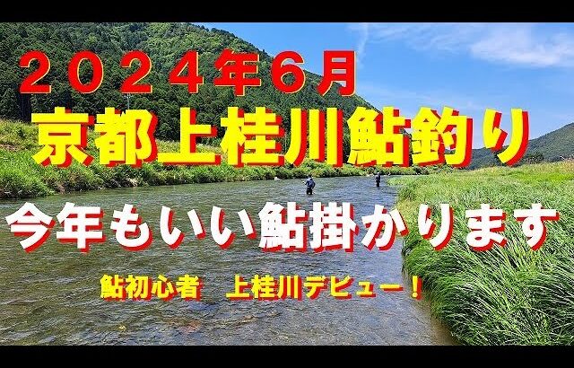 ２０２４京都上桂川鮎釣り！いい鮎掛かります！