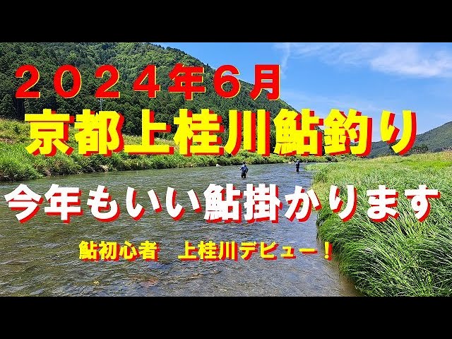 ２０２４京都上桂川鮎釣り！いい鮎掛かります！
