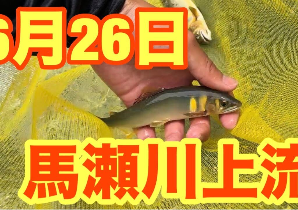 鮎釣り 【馬瀬川上流　「清流めぐり利き鮎会」のグランプリ鮎釣ってきた】