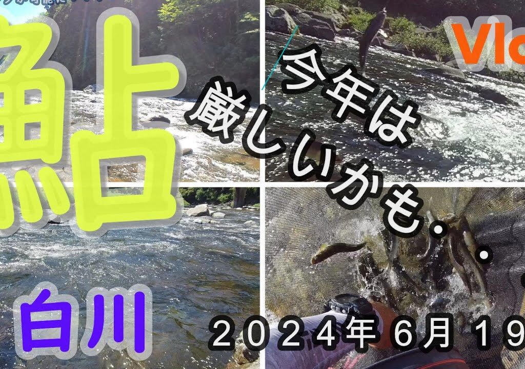 【白川】今年は厳しいかも・・・・　　２０２４．６．１９
