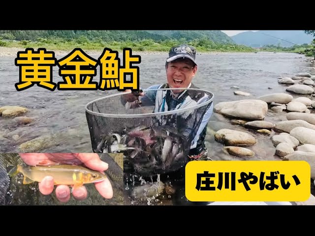 富山県の庄川２日目もやばかった　黄金鮎を釣りまくり