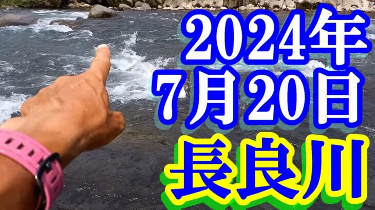 鮎釣り 15cm高引水 歩岐島橋上下 長良川郡上 2024年