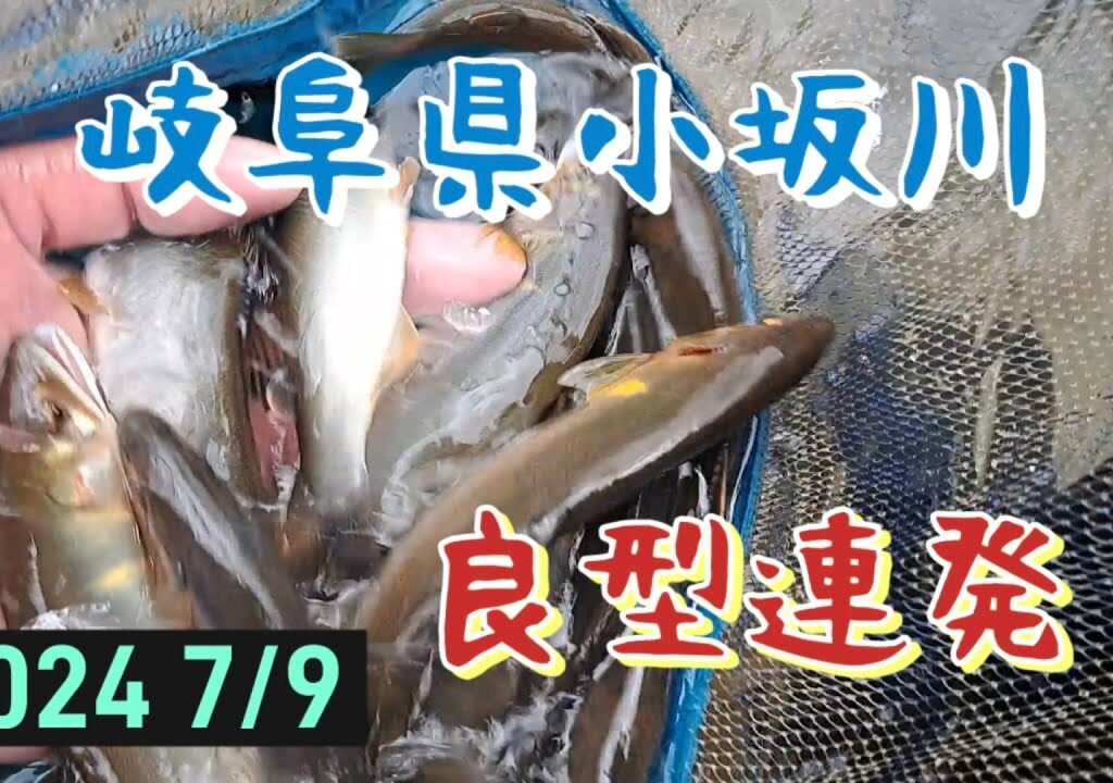 鮎釣り　小坂川(益田川漁協)　良型連発‼️最高な１日(2日目)