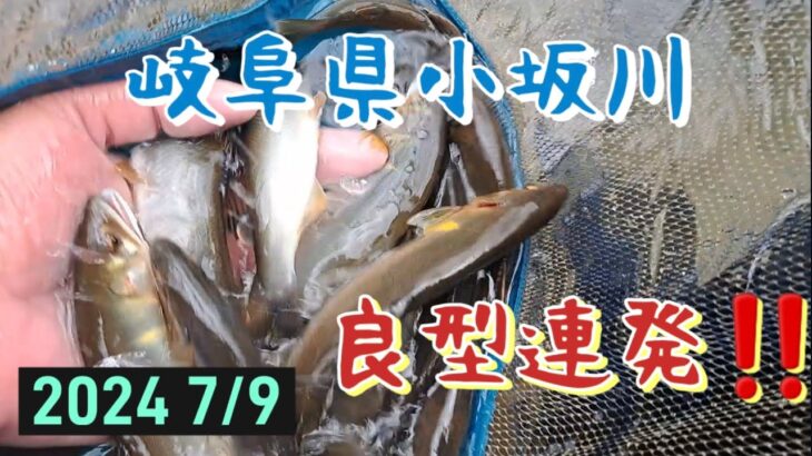 鮎釣り　小坂川(益田川漁協)　良型連発‼️最高な１日(2日目)