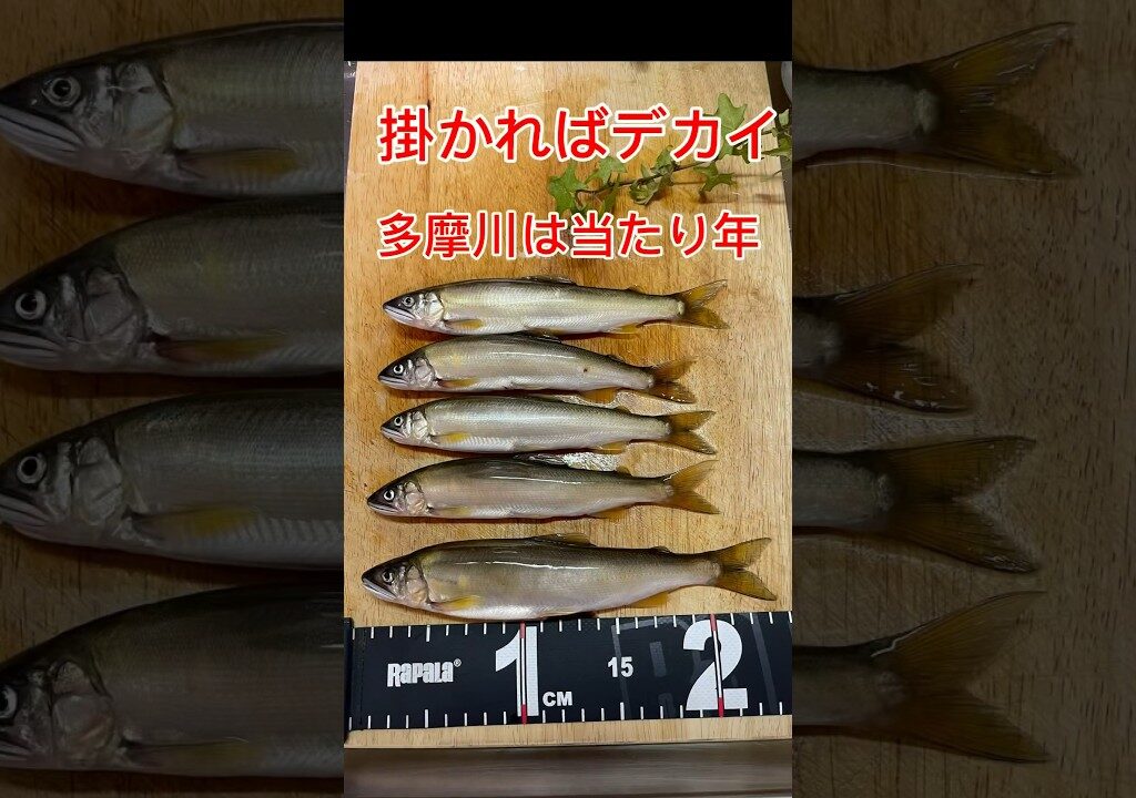 梅雨明けが待ち遠しい‼️全て20オーバー【アユイング】【多摩川】#アユイング#鮎釣り2024 #多摩川 #多摩川12号区