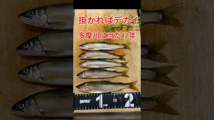 梅雨明けが待ち遠しい‼️全て20オーバー【アユイング】【多摩川】#アユイング#鮎釣り2024 #多摩川 #多摩川12号区