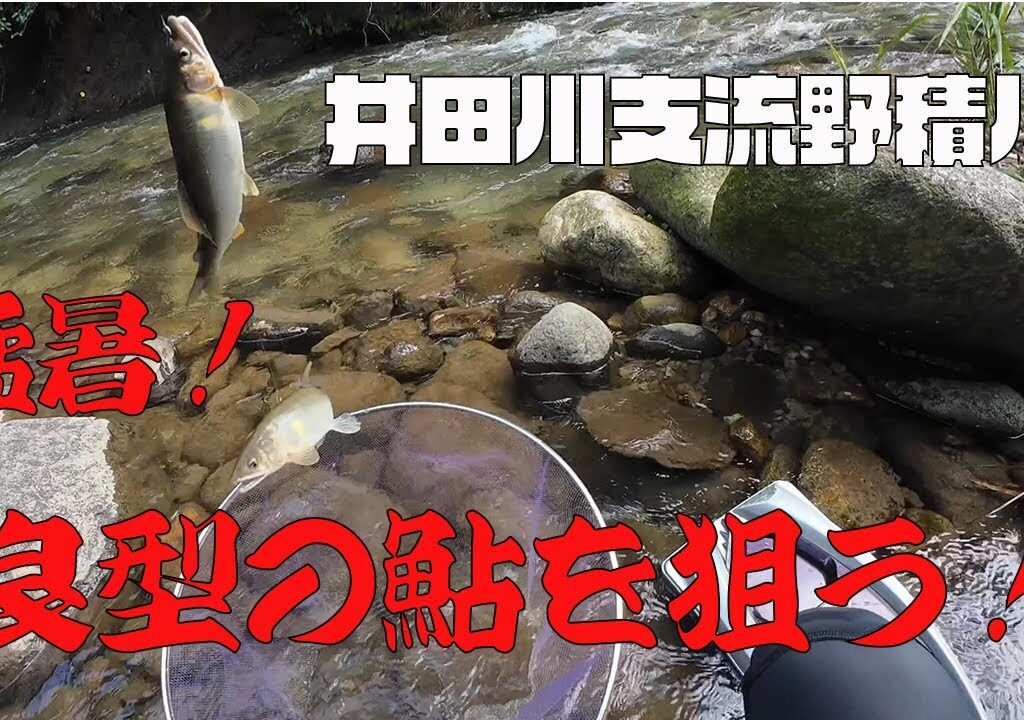 2024 【井田川支流野積川で鮎釣り】猛暑！良型の鮎を狙う！