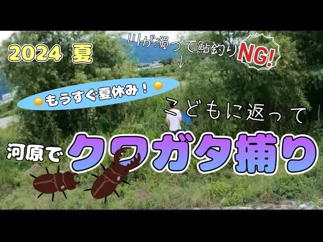 【クワガタ捕り 2024】川が濁って鮎釣りＮＧ！こどもに返って河原でクワガタ捕り
