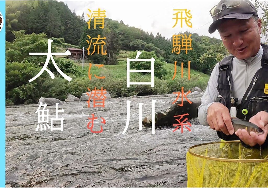 【鮎釣り2024】清流に潜む太鮎！飛騨川水系白川