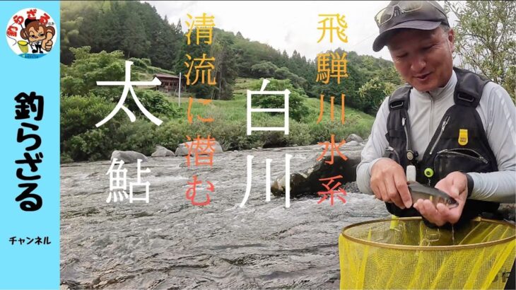 【鮎釣り2024】清流に潜む太鮎！飛騨川水系白川