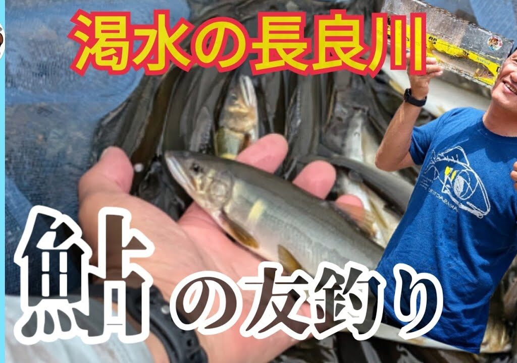 【鮎釣り2024】渇水時の長良川で鮎の友釣り攻略