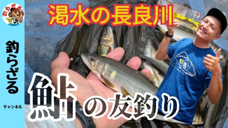 【鮎釣り2024】渇水時の長良川で鮎の友釣り攻略
