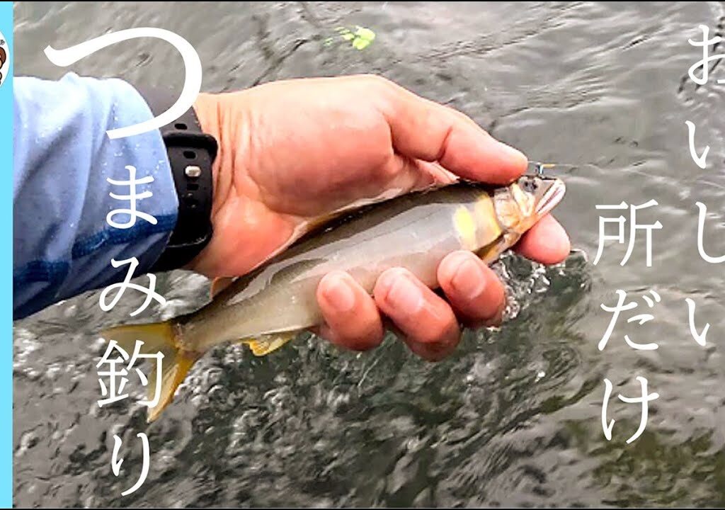 【鮎釣り2024】長良川中央おいしいところつまみ食い！