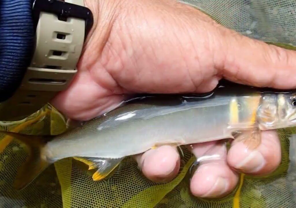 鮎釣り　2024 7 16　天川