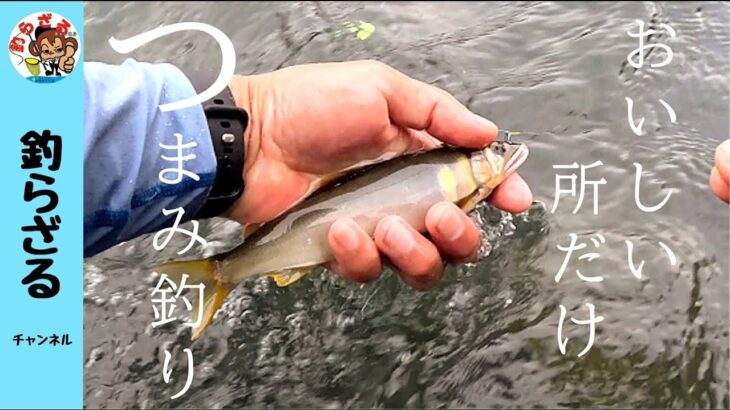 【鮎釣り2024】長良川中央おいしいところつまみ食い！