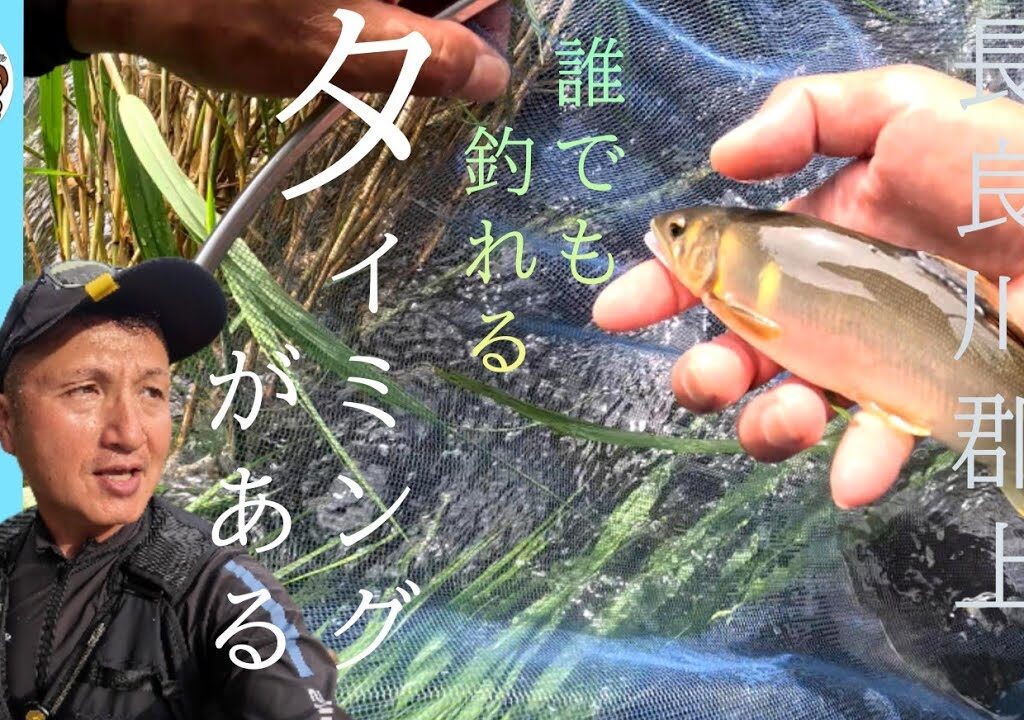 【鮎釣り2024】長良川高鷲！誰でも釣れるタイミングがある！