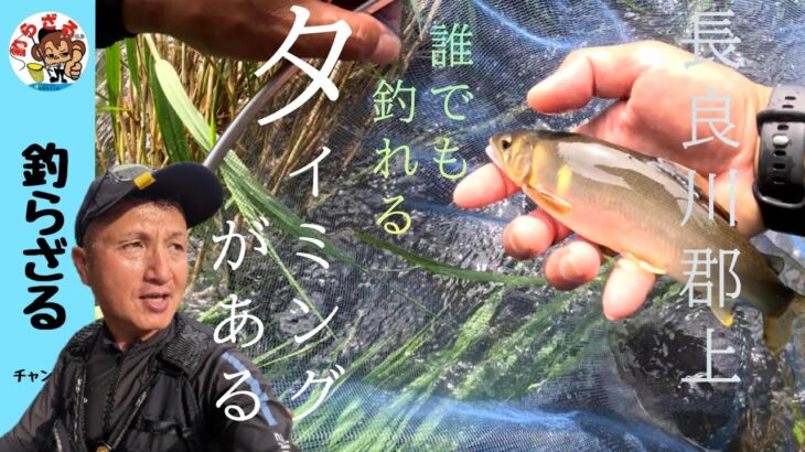 【鮎釣り2024】長良川高鷲！誰でも釣れるタイミングがある！