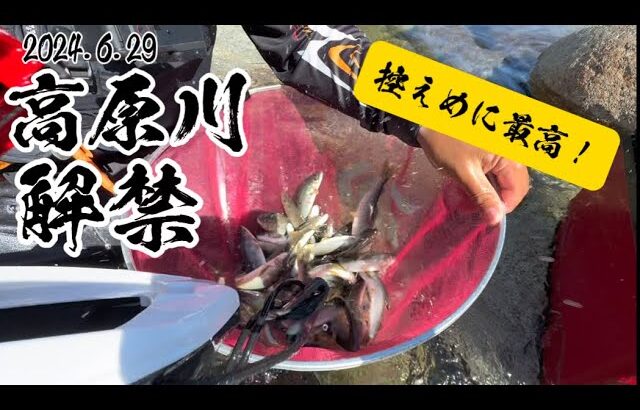 水質抜群の高原川でギンギンの鮎を釣る！解禁釣行！【2024.6.29】