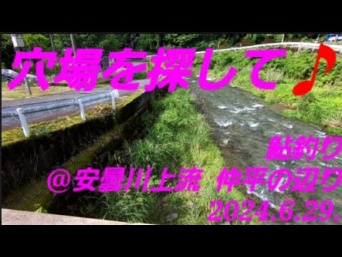 穴場を探して@安曇川上流 鮎釣り(2024.6.29.)