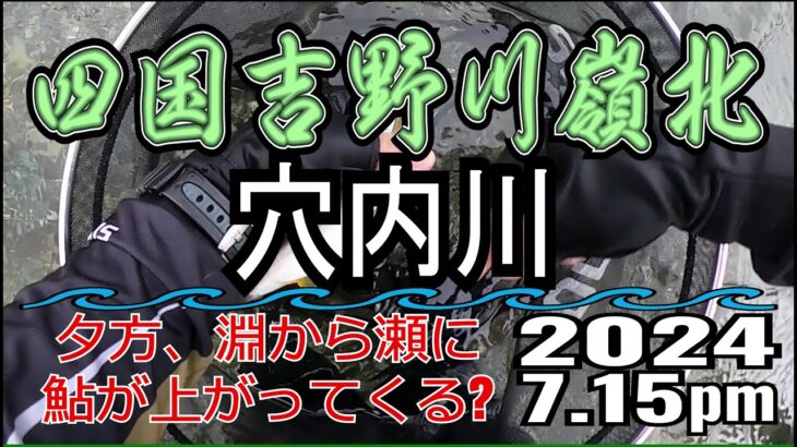 アユの友釣り 四国吉野川(高知県) 穴内川 2024.7.15pm