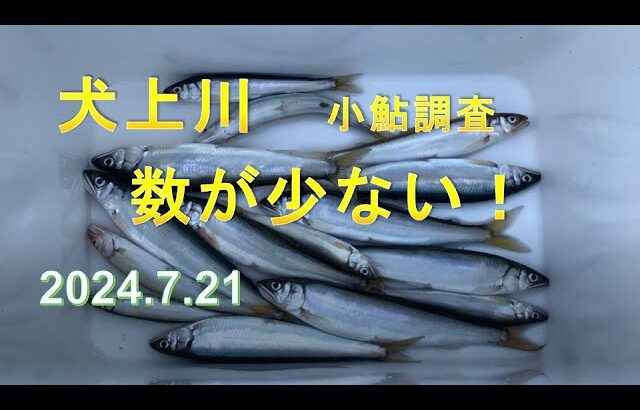 2024.7.21犬上川小鮎調査④