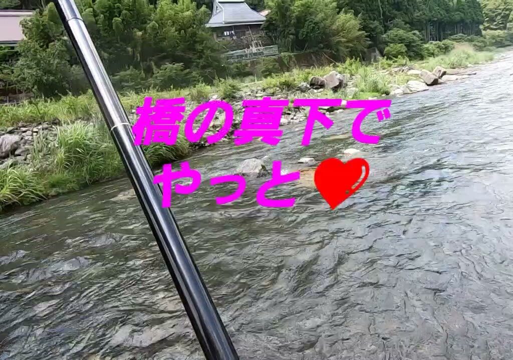 2024.7.21. 鮎釣り@安曇川 町居橋上下流。2時間勝負‼️