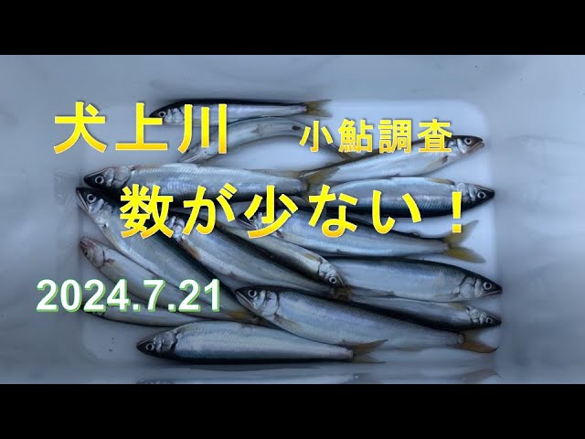 2024.7.21犬上川小鮎調査④