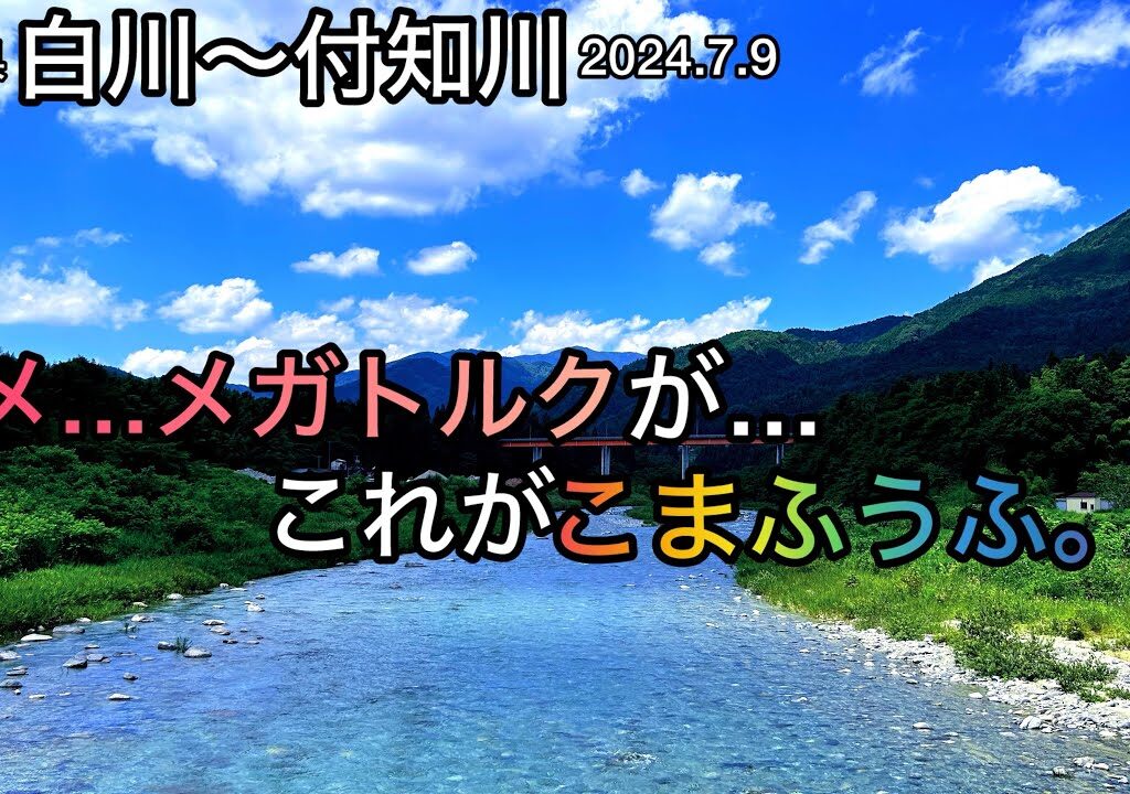 【鮎釣り】白川、付知川（岐阜県）｜2024.7.9（火）【友釣り】