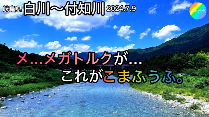 【鮎釣り】白川、付知川（岐阜県）｜2024.7.9（火）【友釣り】
