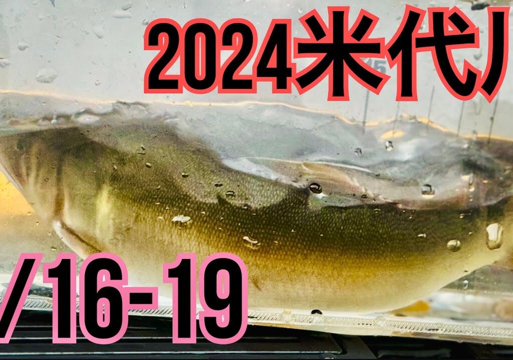 米代川で鮎釣り 2024.7/16-19 の鹿角地区は？