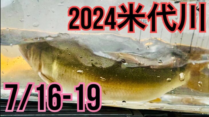 米代川で鮎釣り 2024.7/16-19 の鹿角地区は？