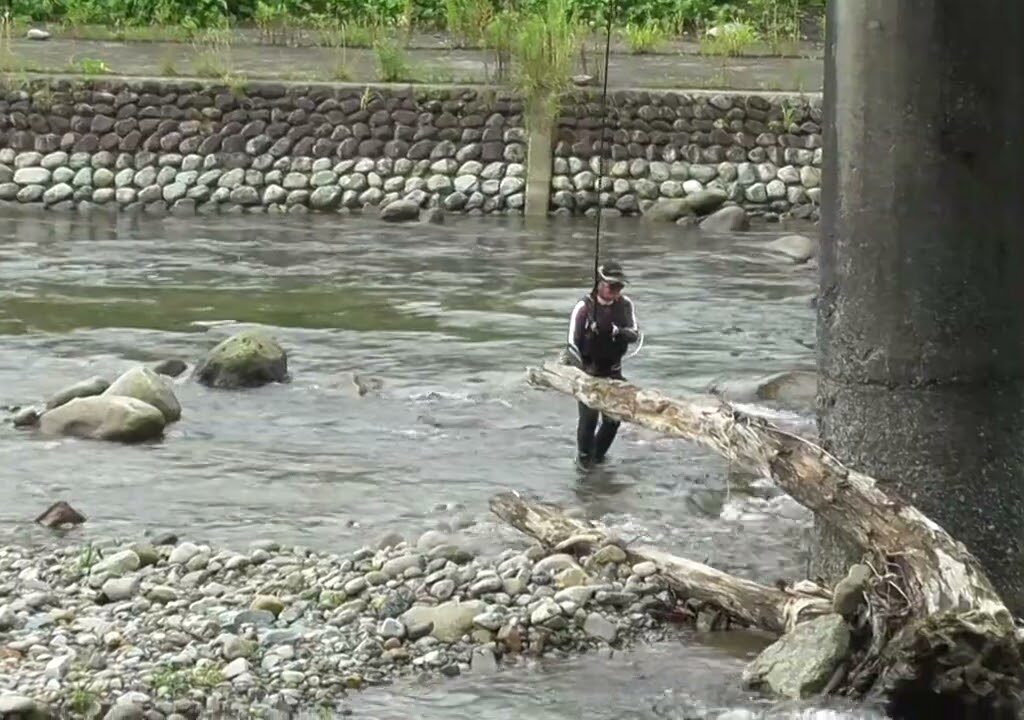 2024/07/06湯沢町　魚野川　鮎釣りおとり鮎　花水木
