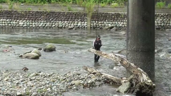 2024/07/06湯沢町　魚野川　鮎釣りおとり鮎　花水木