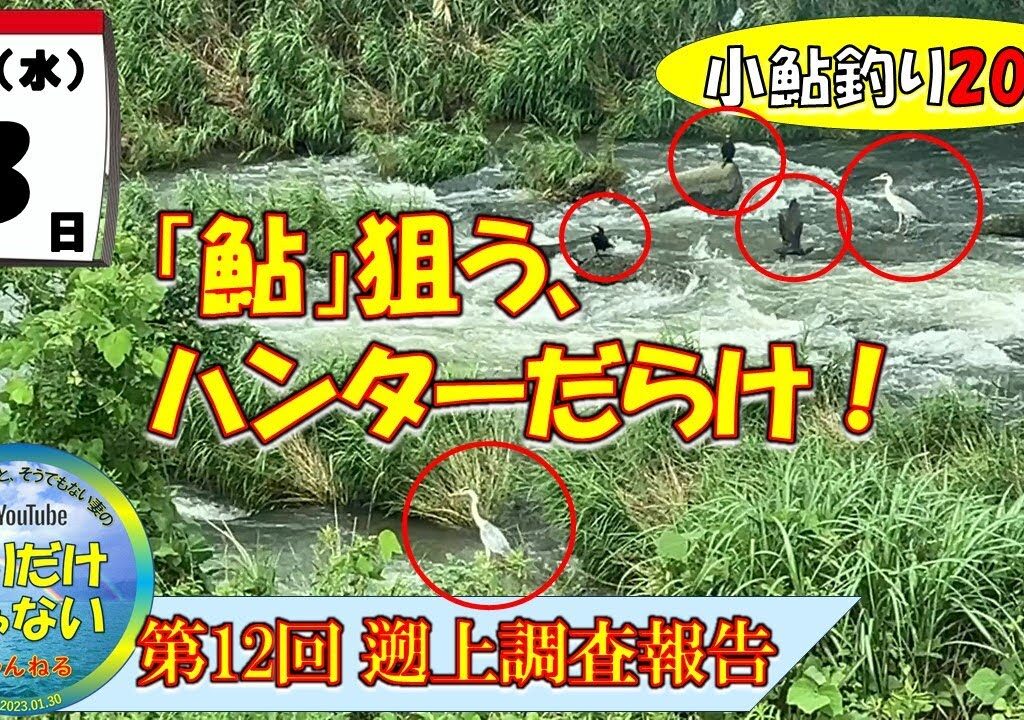 【小鮎釣り2024・第12回調査】7月3日（水）、待望の２日連続の大雨、状況一変！？「鮎」を狙うハンターたちが集結。彼らがいるってことは・・・。芹川・犬上川・宇曽川の湖東三川、小鮎遡上調査。これを見れ