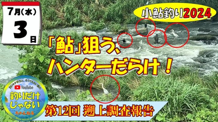 【小鮎釣り2024・第12回調査】7月3日（水）、待望の２日連続の大雨、状況一変！？「鮎」を狙うハンターたちが集結。彼らがいるってことは・・・。芹川・犬上川・宇曽川の湖東三川、小鮎遡上調査。これを見れ