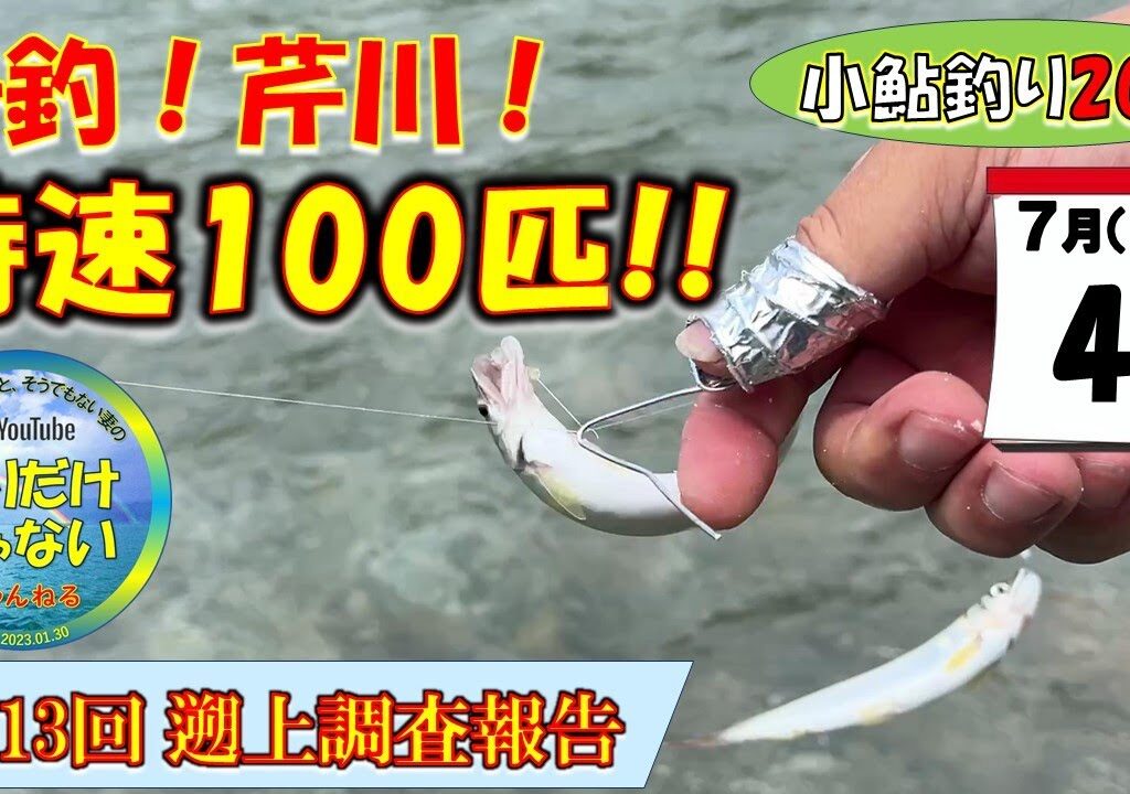 【小鮎釣り2024・第13回調査】7月4日（木）、増水した翌日、川の状況はどの程度回復するのか？！回復どころか爆釣。芹川時速100匹、それに対して犬上川は・・・。芹川・犬上川・宇曽川の湖東三川。