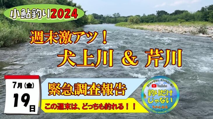 緊急調査！！【小鮎釣り2024】７月19日（金）、この週末、滋賀に小鮎釣りに来られる方々へ。この週末、犬上川も芹川も激アツです。今週来ないで、いつ来るの？今でしょ！ぜひ、滋賀・湖東にお越しください！