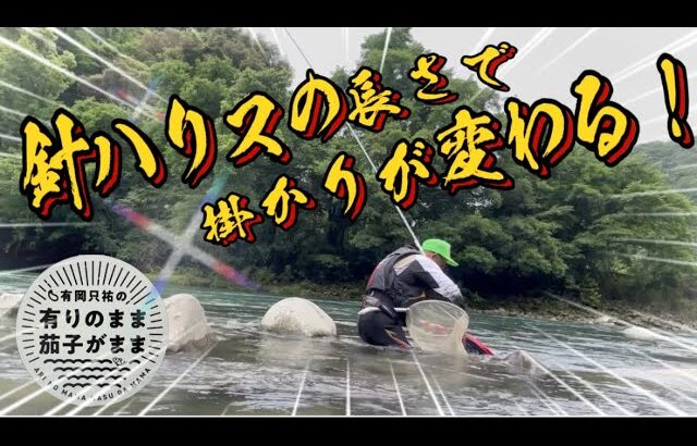 【鮎釣り】2024/6/10 針ハリスの長さ大事！
