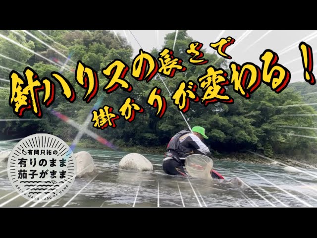 【鮎釣り】2024/6/10 針ハリスの長さ大事！