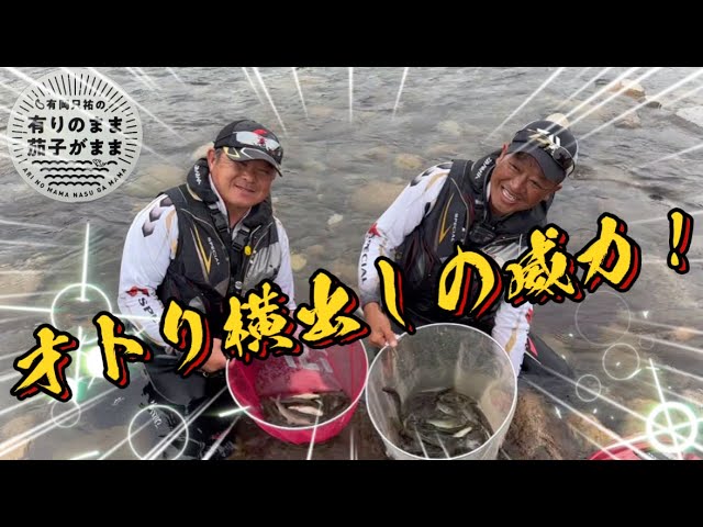 【鮎釣り】2024/6/15 長良川中央地区。めちゃ釣れ！