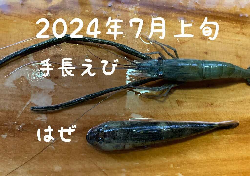 2024年7月上旬手長エビ釣り