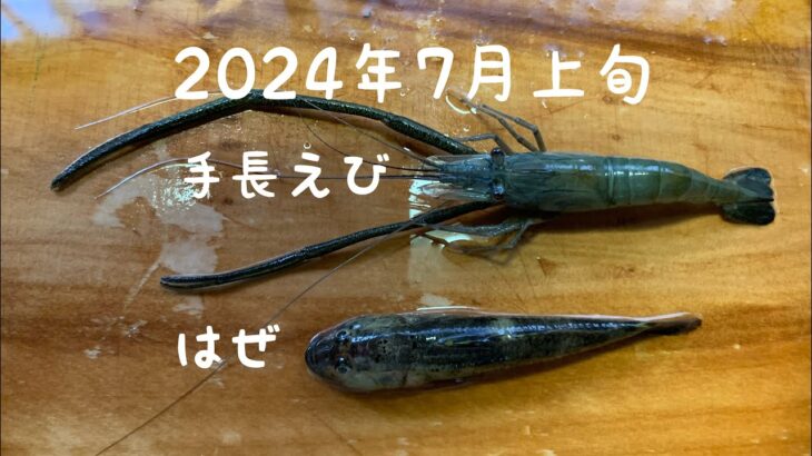 2024年7月上旬手長エビ釣り